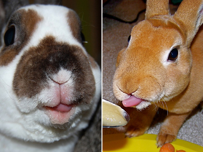 Bunnies Sticking Out Their Stupid Tongues
