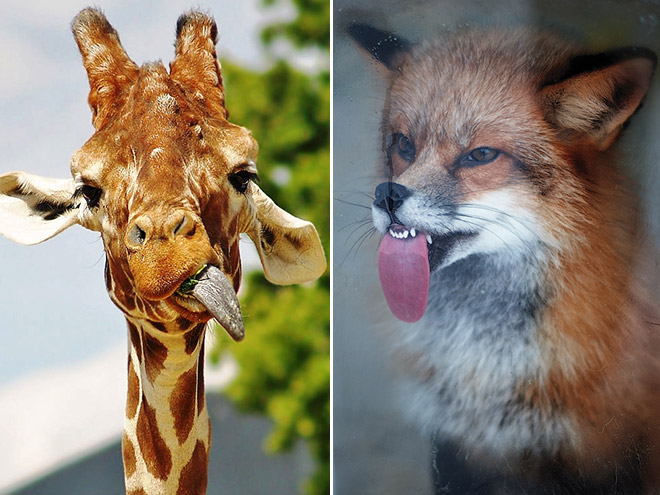 Animals With Their Tongues Sticking Out