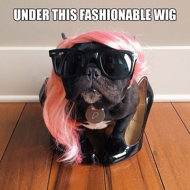 15 Places French Bulldogs Don’t Belong