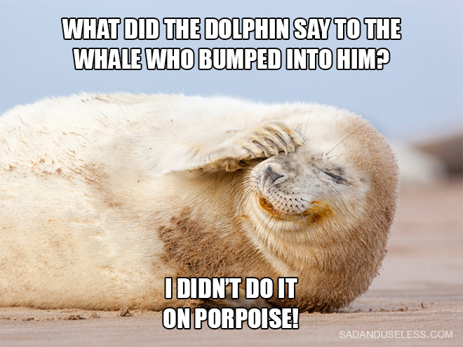 Seal Jokes