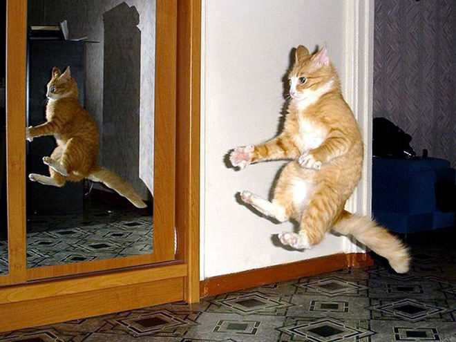 perfectly timed cat photos
