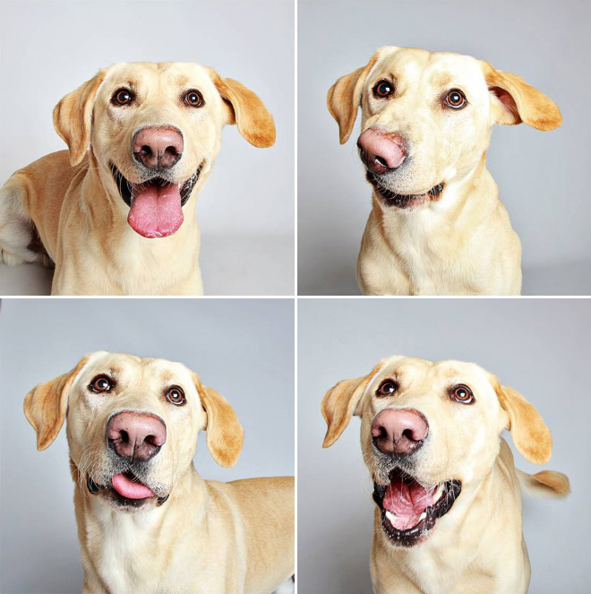 Shelter Puts Dogs in a Photo Booth to Get Them Adopted…