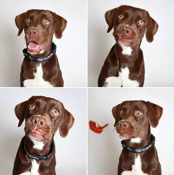 Shelter Puts Dogs in a Photo Booth to Get Them Adopted…