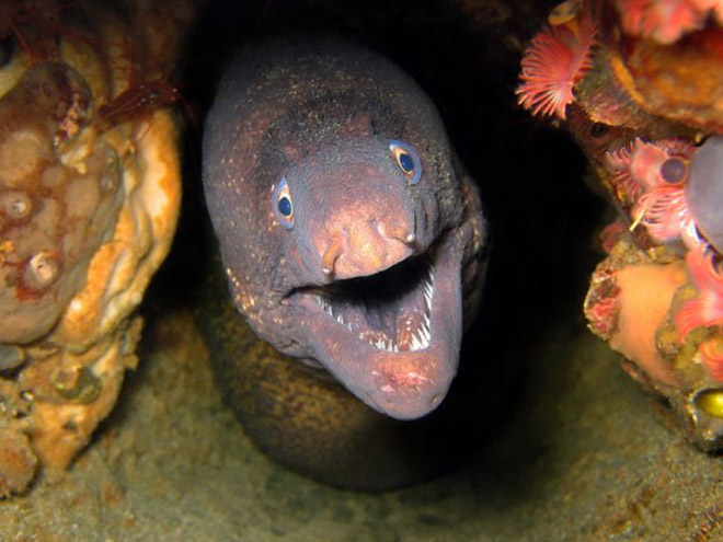 Proof That Eels Are The Cutest Animals Ever