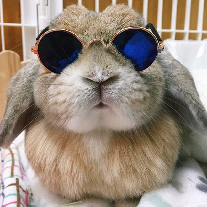 Download World's Coolest Bunnies Wearing Sunglasses