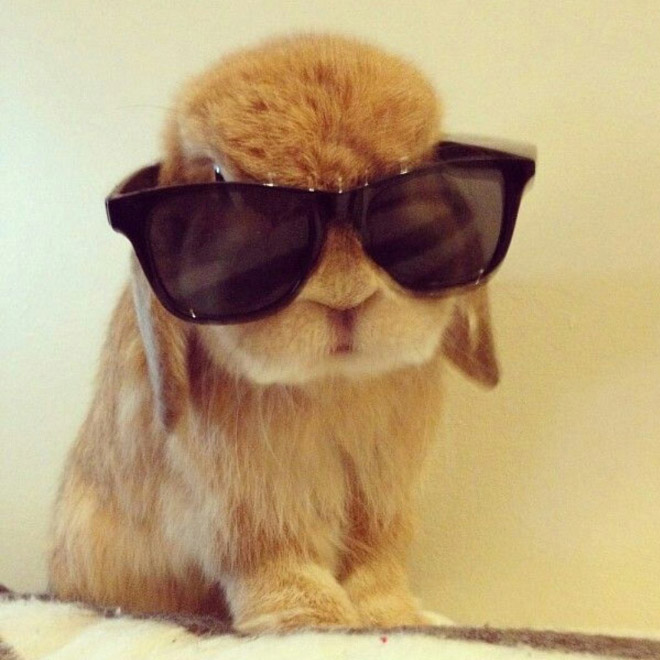 World’s Coolest Bunnies Wearing Sunglasses