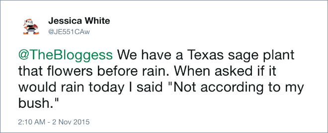 We have a Texas sage plant that flowers before rain. When asked if it would rain today I said "Not according to my bush."