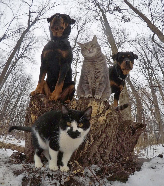 The Meow-Tang Clan pose for their debut rap album.