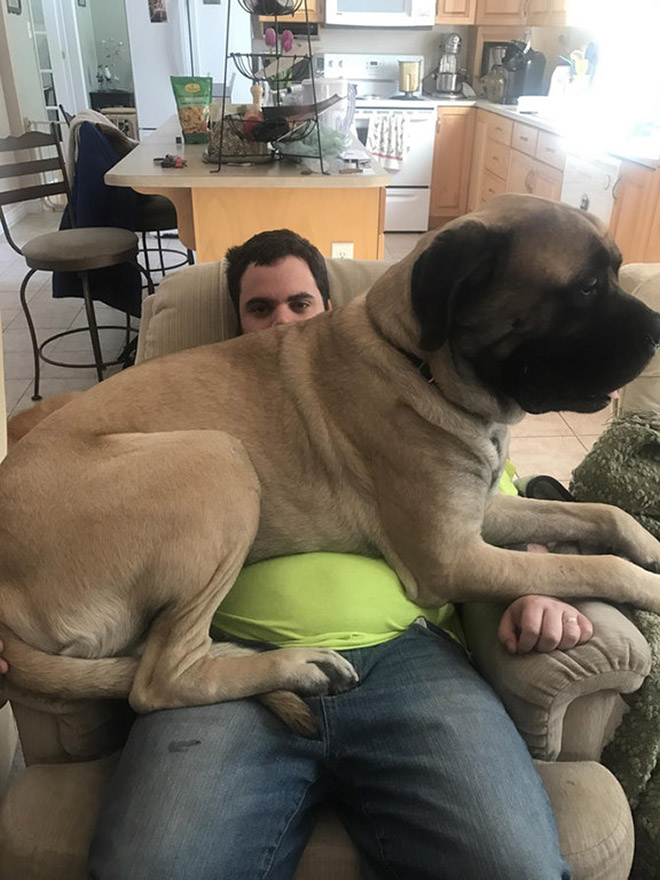 He thinks he's a small lapdog.