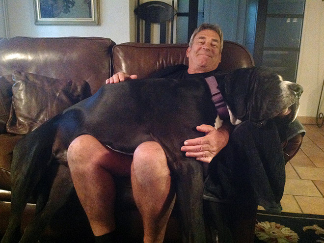 Huge dog that acts like a lapdog.