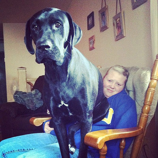 Huge dog that thinks he's a lapdog.