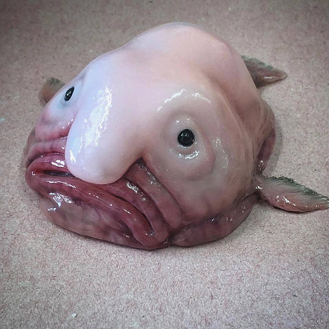 weird looking fish