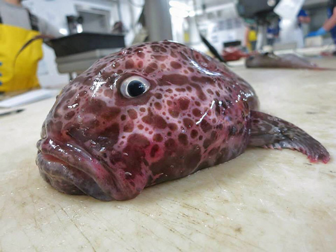 Weird deep sea fish.