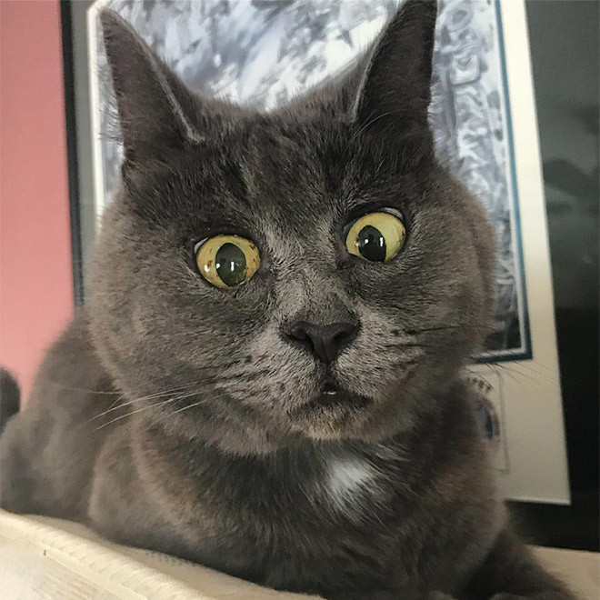 Hilarious face of a surprised cat.