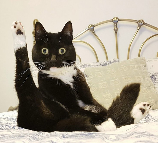 Funny face of a surprised cat that's washing his butt.