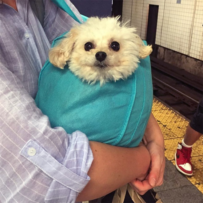 Dog riding NYC subway in a bag (to avoid a fine).