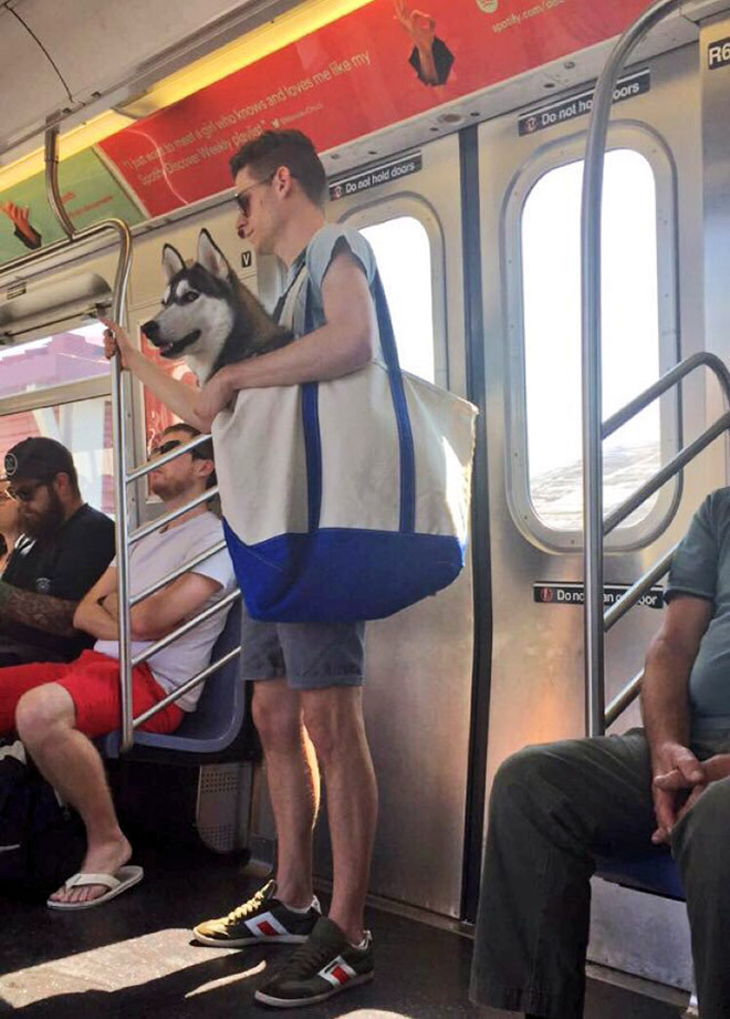 Dog riding NYC subway in a bag (to avoid a fine).