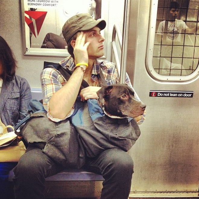 Dog riding NYC subway in a bag (to avoid a fine).