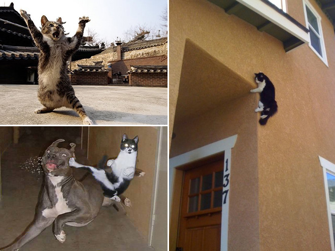 Ninja cats in action.