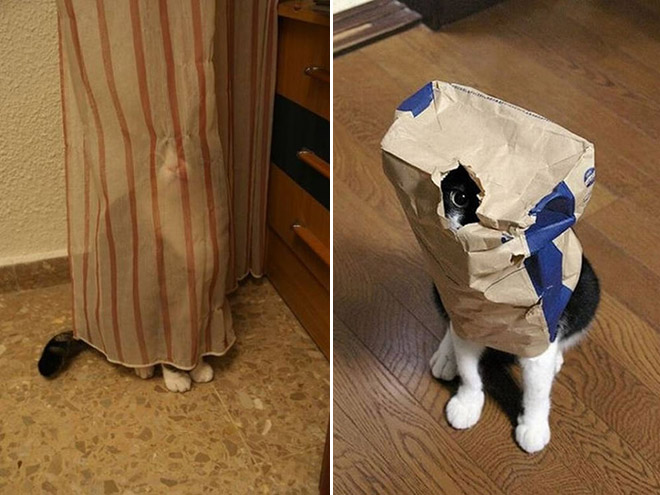 Ninja cat camouflage.