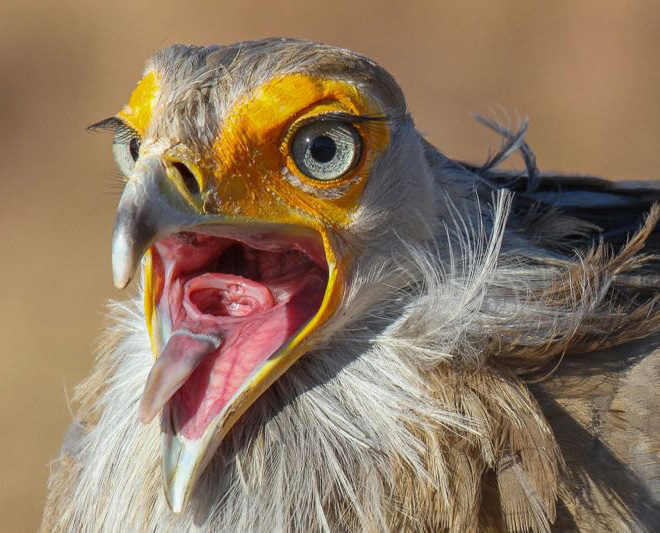 Bird mouths are terrifying!