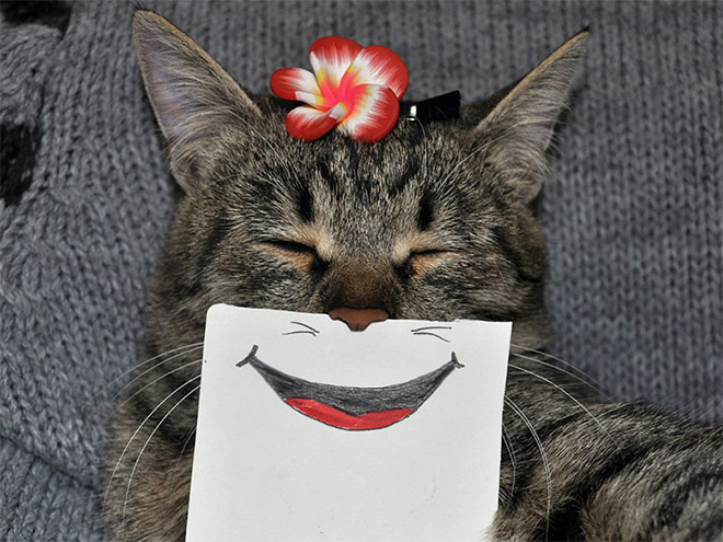 Cat with a cartoon mouth.