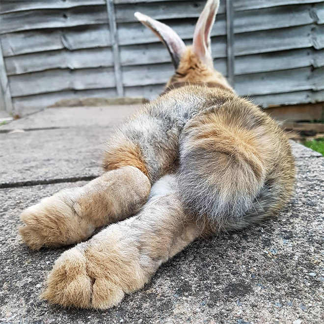 Adorable bunny butt.