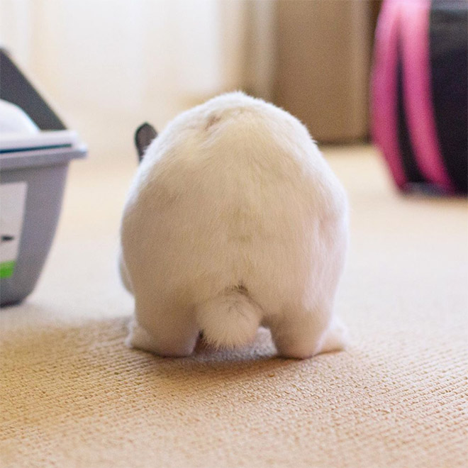 Adorable bunny butt.