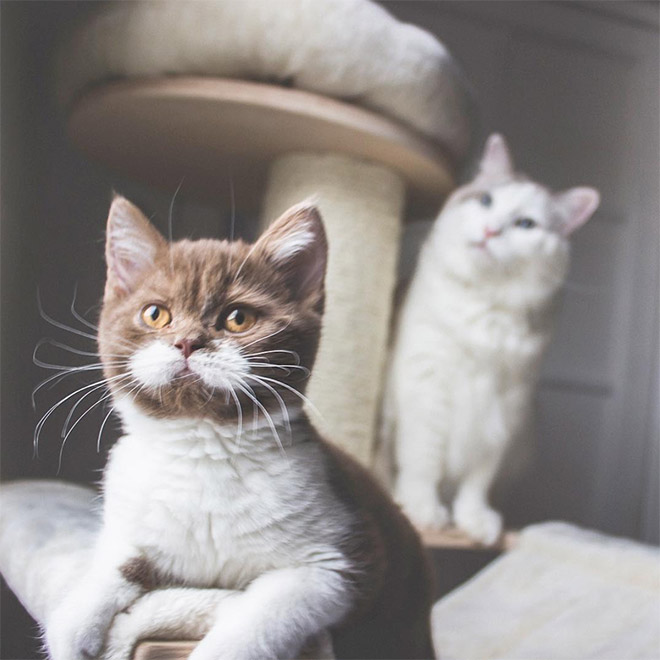 This is Gringo: the mustached cat. He's awesome, right?