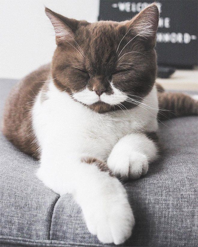 This is Gringo: the mustached cat. He's awesome, right?