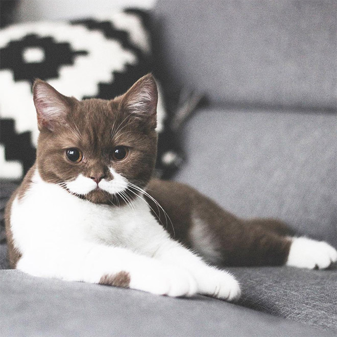 This is Gringo: the mustached cat. He's awesome, right?