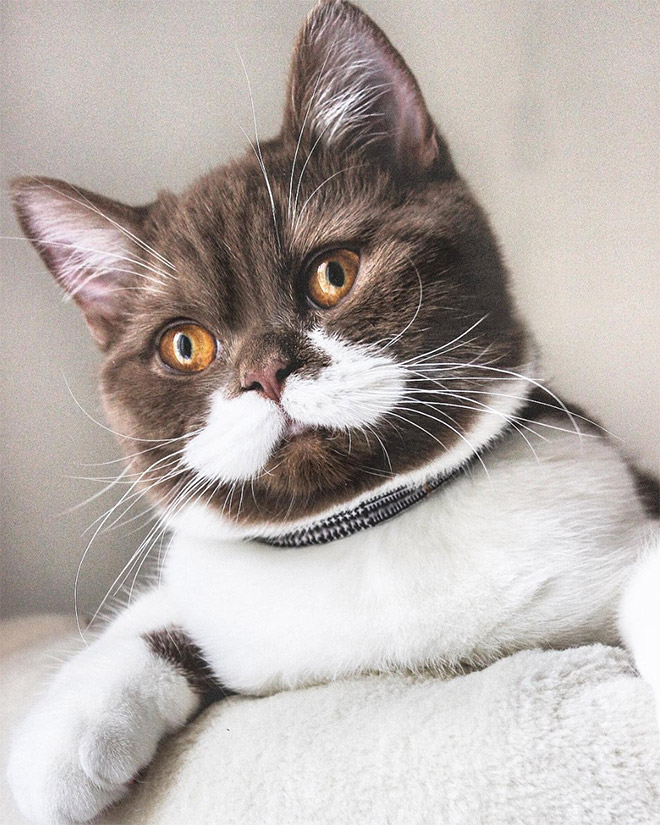 This is Gringo: the mustached cat. He's awesome, right?