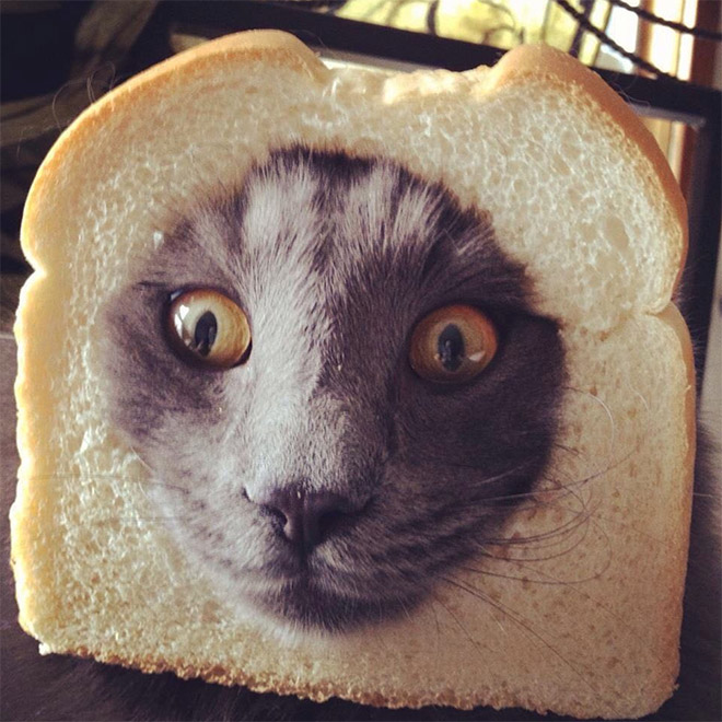 Cat breading.