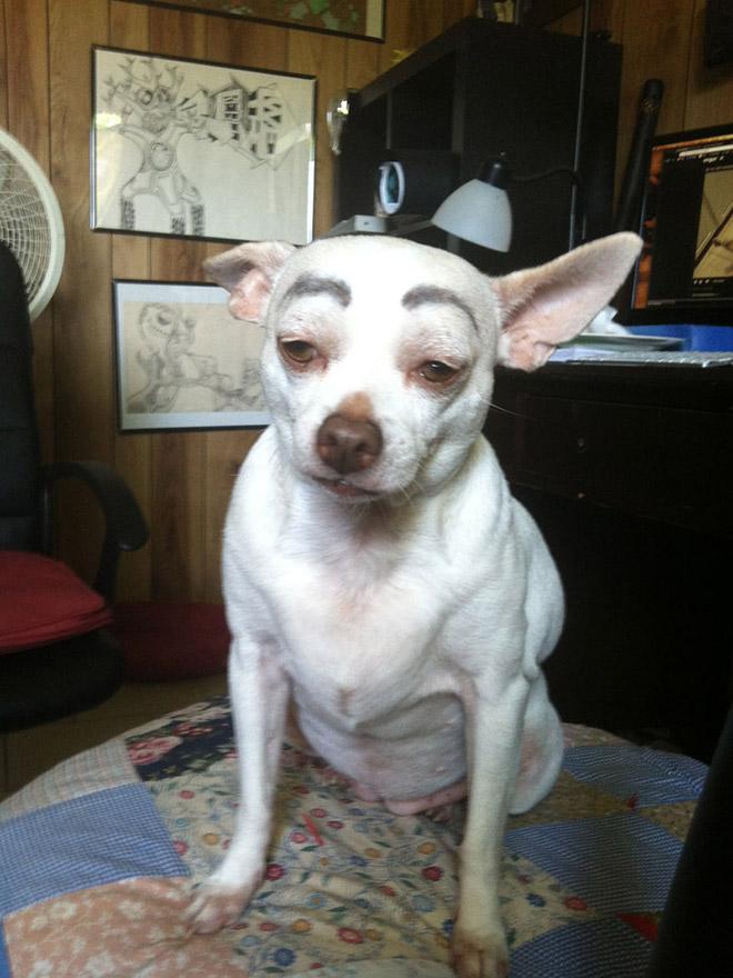 Dog with makeup eyebrows.