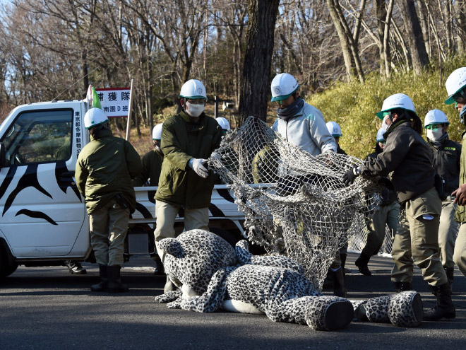 Animal escape drill in a Japanese zoo.