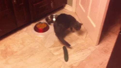 Cat vs. cucumber.