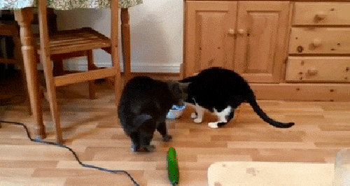 Cats vs. cucumber.