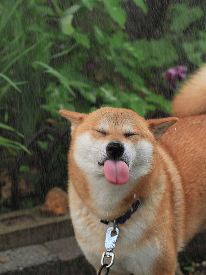 Funny dog tongue.