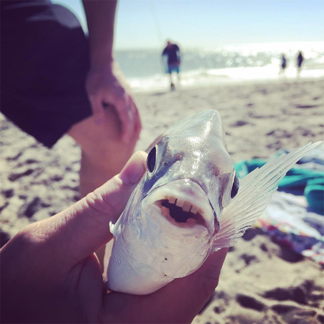 Fish with human-like teeth.