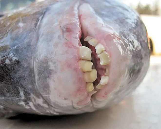 Fish with human-like teeth.