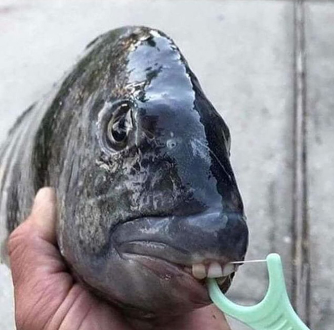 Fish with human-like teeth.