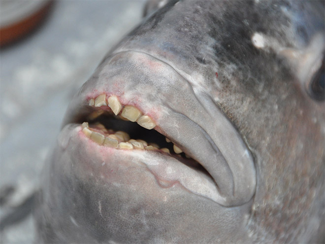 Fish with human-like teeth.