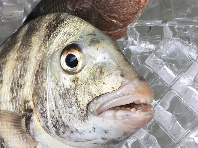 Fish with human-like teeth.