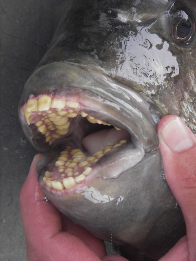 Fish with human-like teeth.