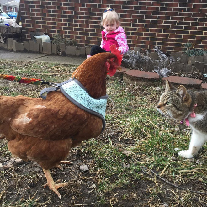 Chicken harness in action.