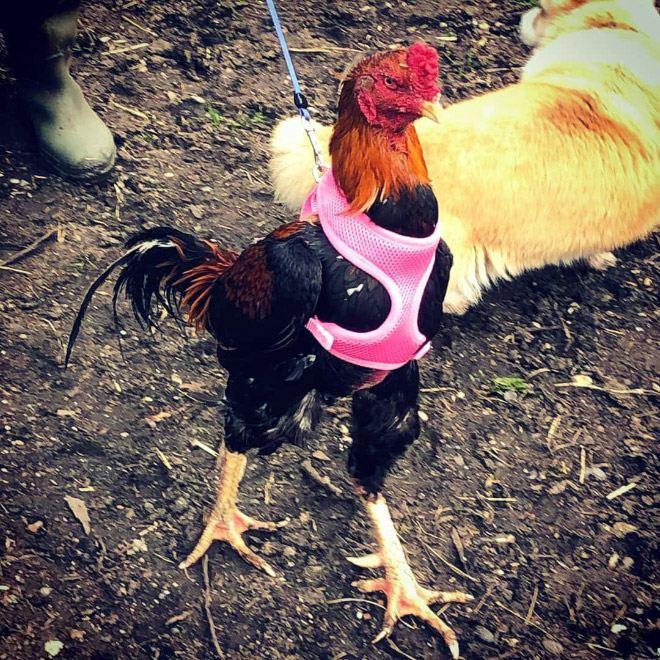 Chicken harness in action.