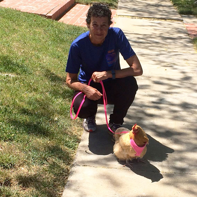 Chicken harness in action.