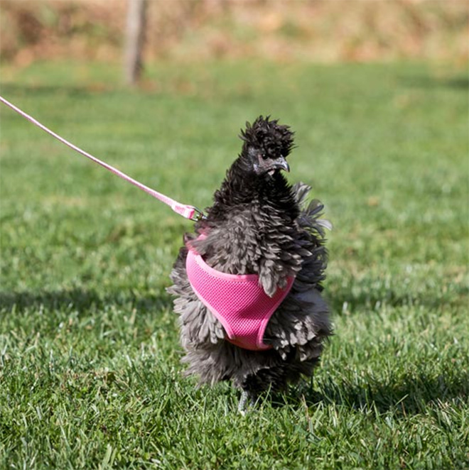 Chicken harness in action.