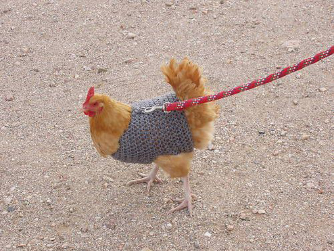 Chicken harness in action.