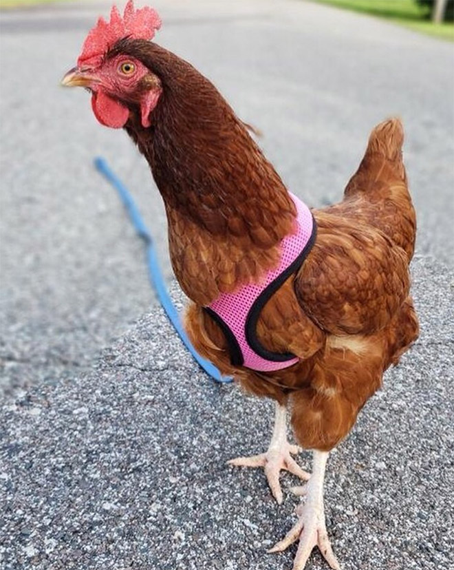 Chicken harness in action.